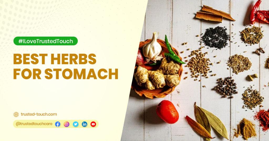 BEST HERBS FOR STOMACH Are you frequently suffer from stomach pain? Here is the best home-based remedies<